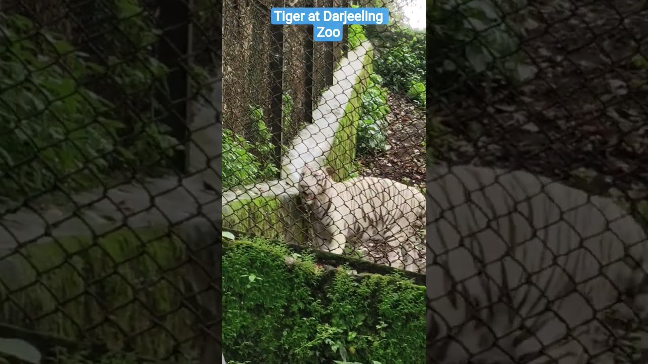 Tiger walking at Darjeeling Zoo #darjeeling #zoo #tiger #viralshort #viralvideo