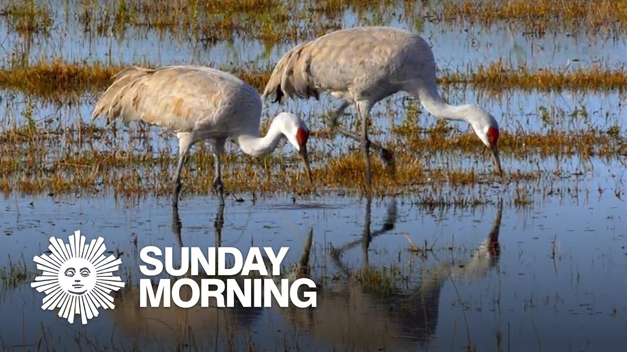 Nature: Whooping cranes in Texas