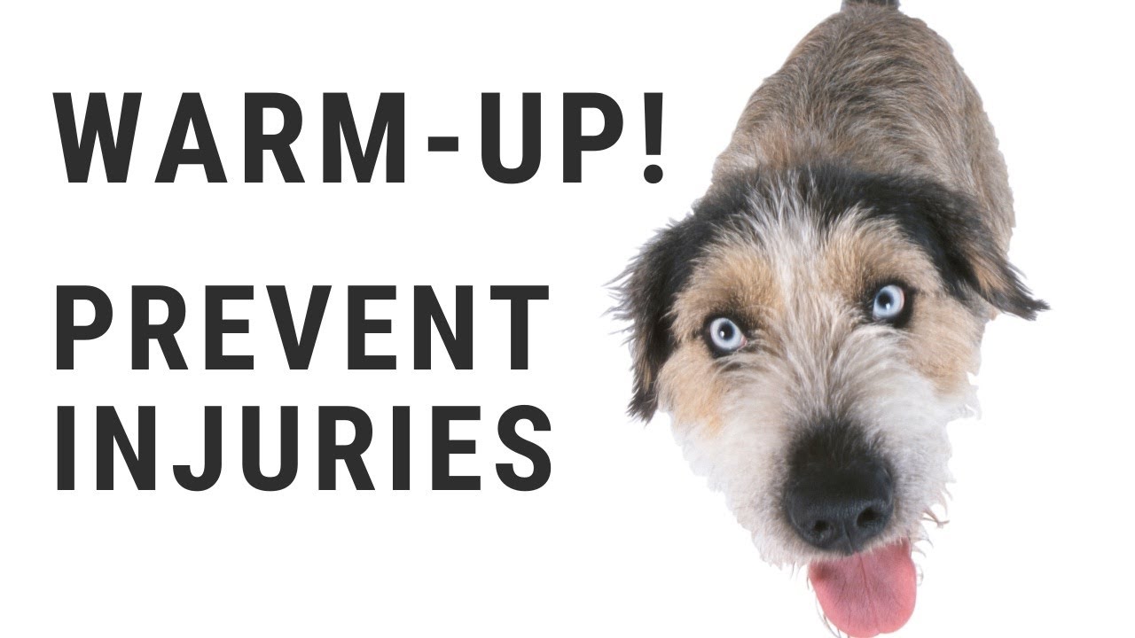 Sport Dog Warm Up & Cool Down Exercises
