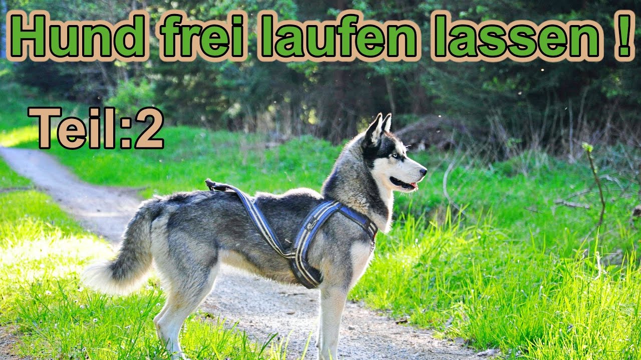 Hund frei laufen lassen / Hund ohne Leine laufen lassen / Hundeerziehung / Nature Trails