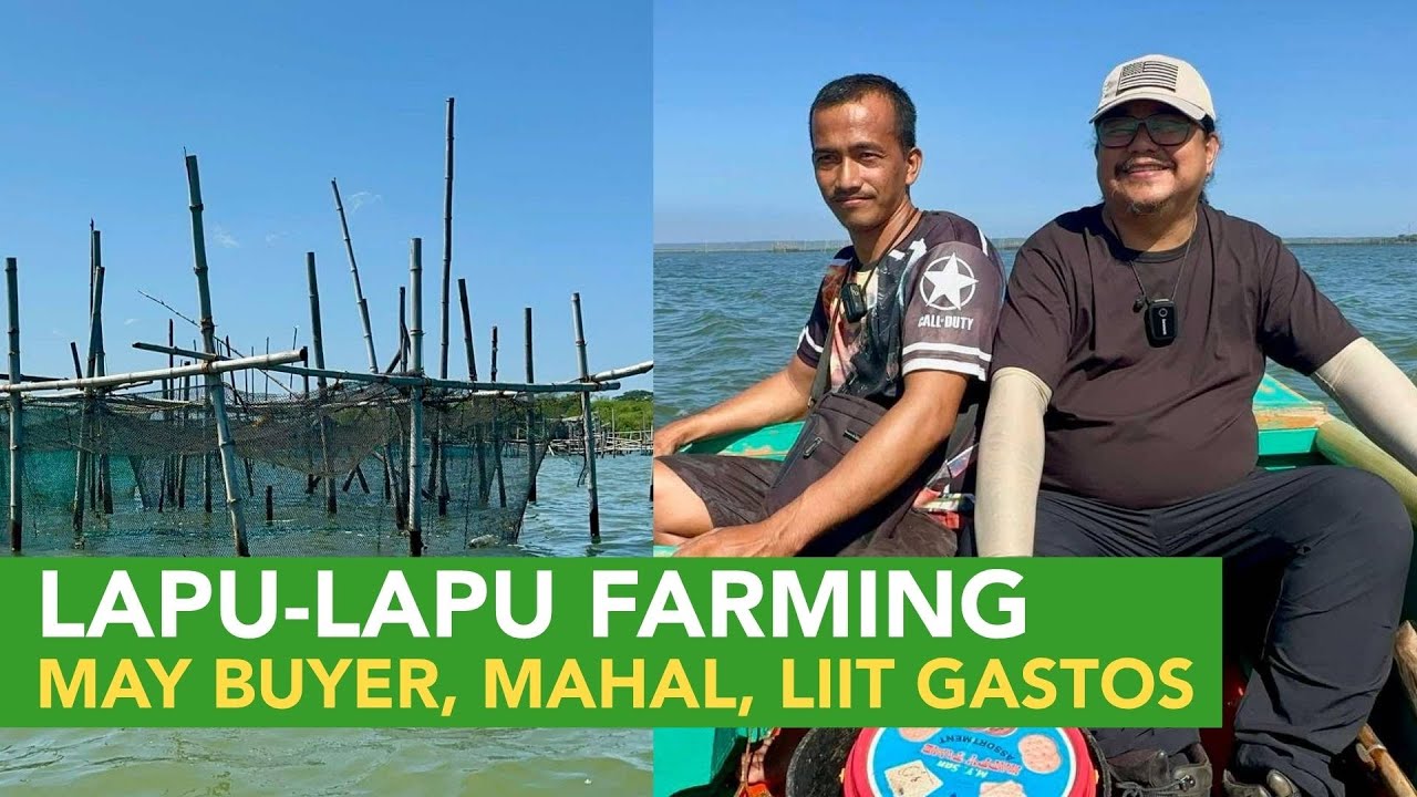 May Buyer, Mahal, Maliit ang Gastos! The Best pala ang Lapu-Lapu Farming sa mga Small Fisherfolk