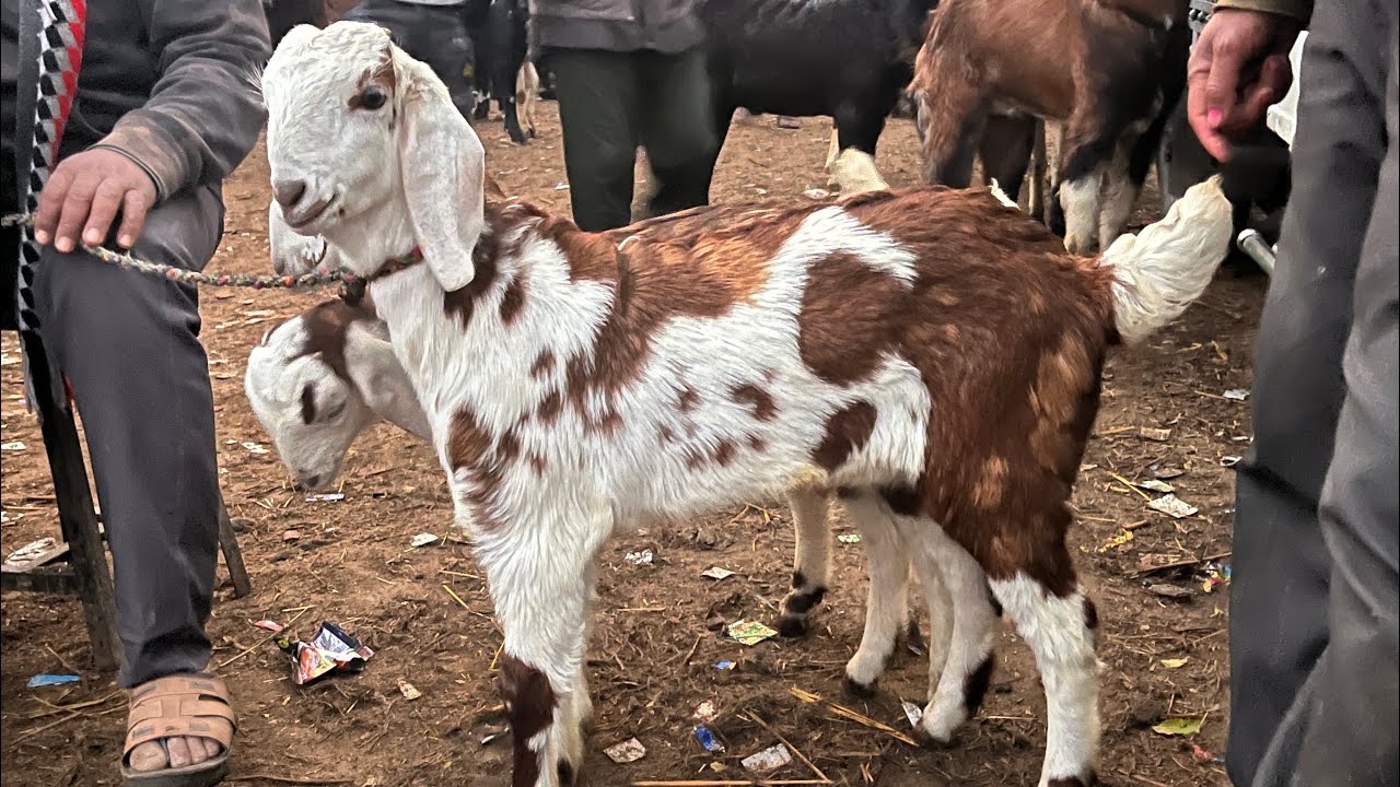 Rajasthan tonk bakra mandi live update 18,2,2026 #tonkgoatmarket #tonkbakramandi 