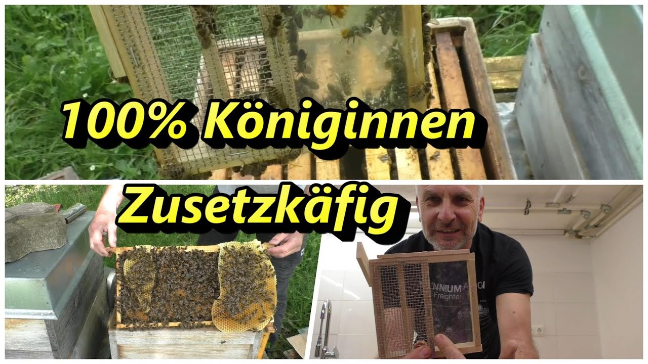 100% Königinnen Zusetzkäfig