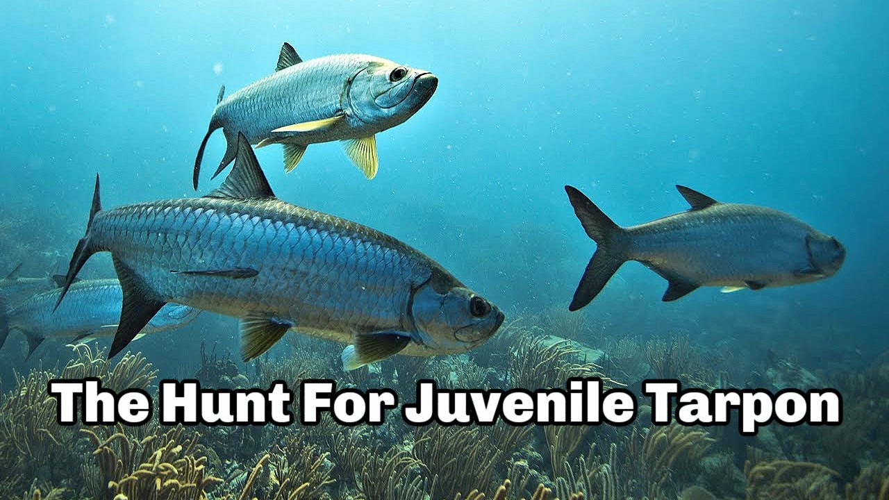The Hunt for Juvenile Tarpon (Where, When & How To Catch Juvenile Tarpon)