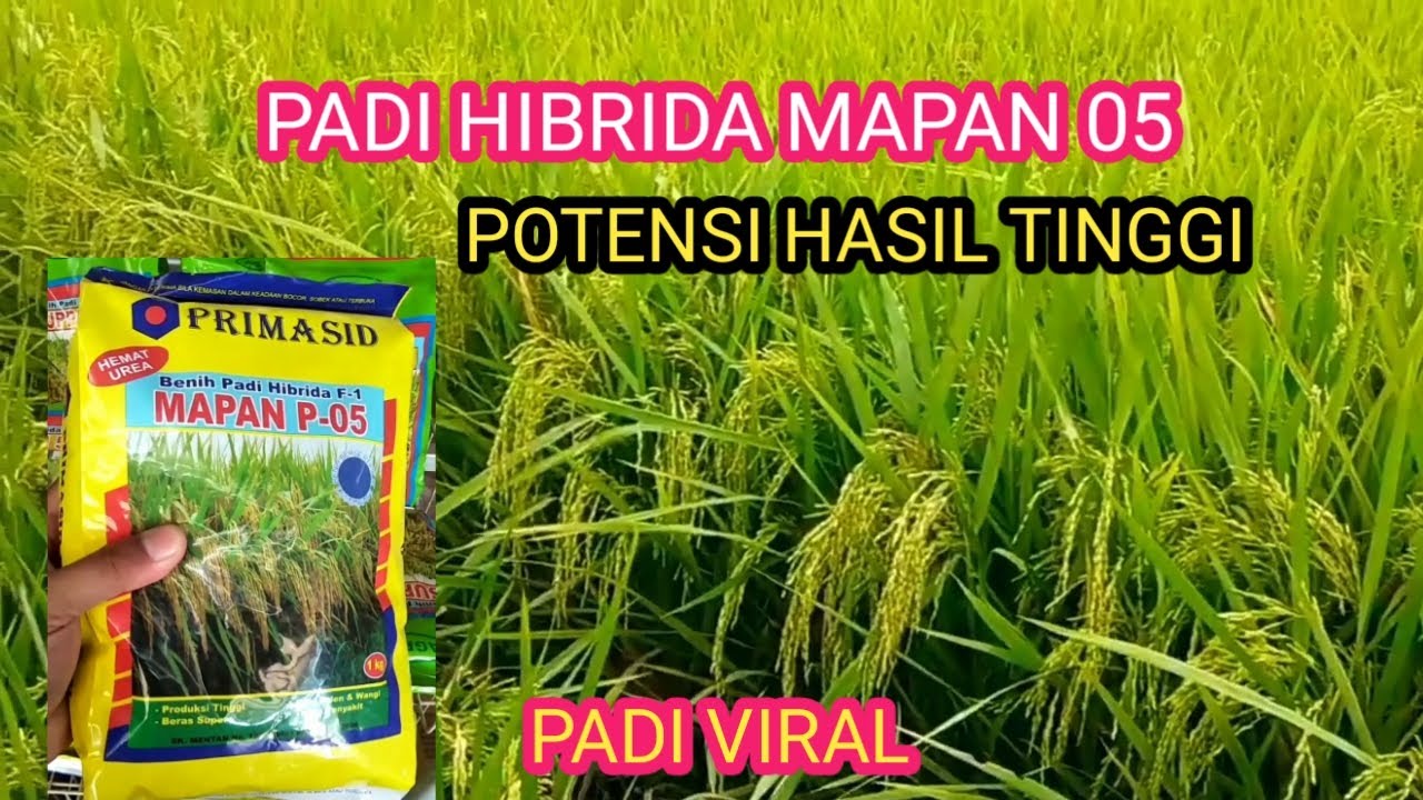 padi hibrida mapan 05 // padi viral tahun 2023