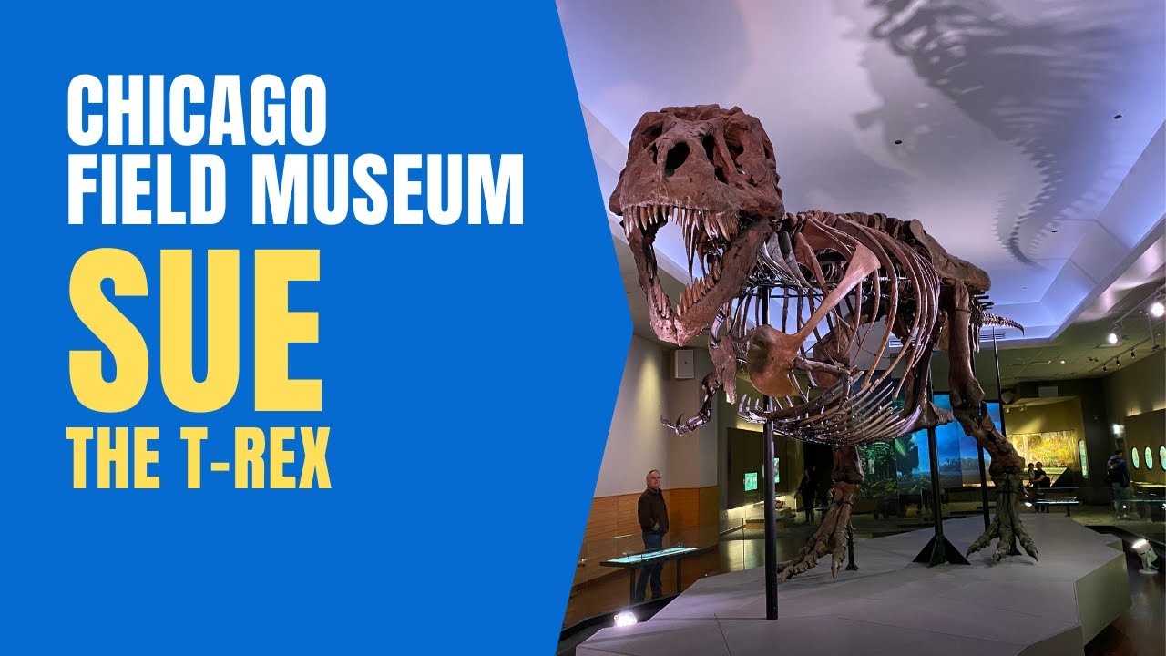 Dive into the world of SUE the T-Rex at Chicago's Field Museum!