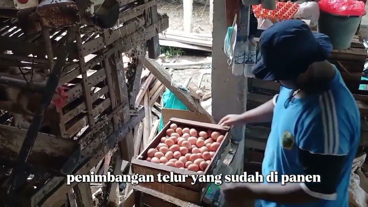 pengalaman saya pkl di mukti farm sukowono jember bantu like dan komen @smkppnegeri1tegalampel 