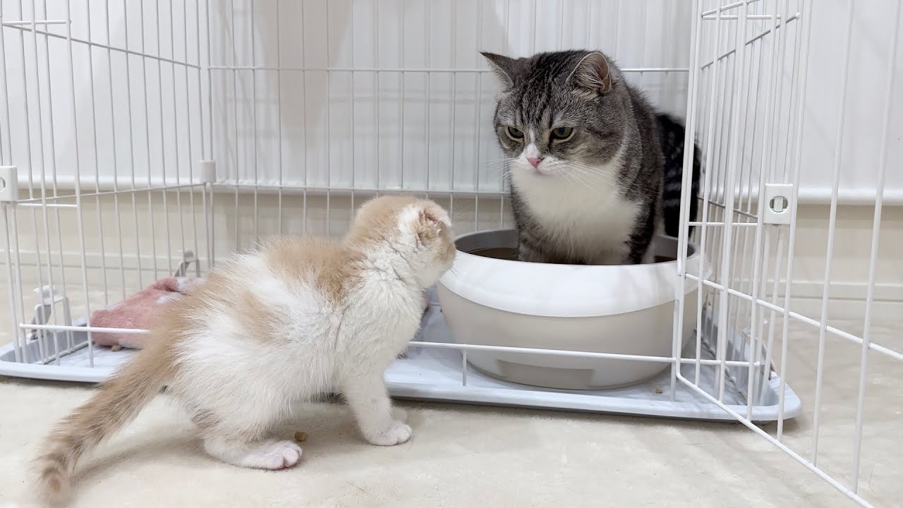 兄が自分のトイレでうんちしてたときの子猫の反応がかわいすぎたw