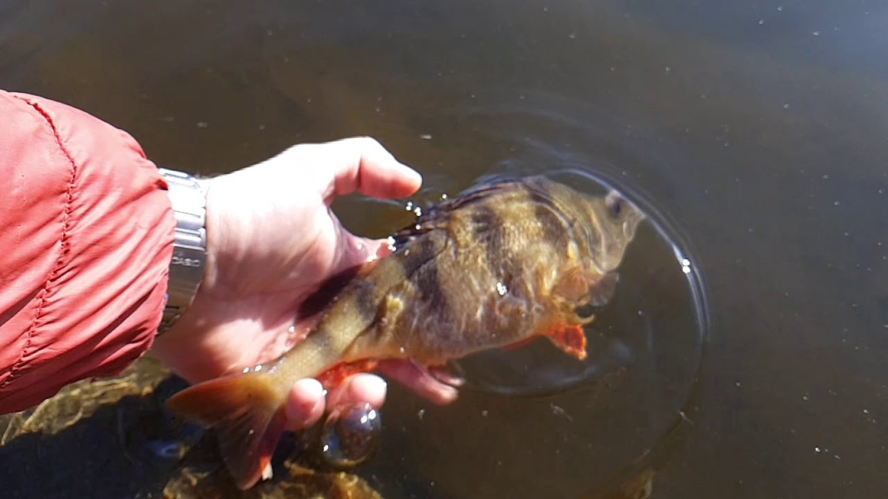 Okonie z dzikiego łowiska i przynęty Sewro Custom Bait