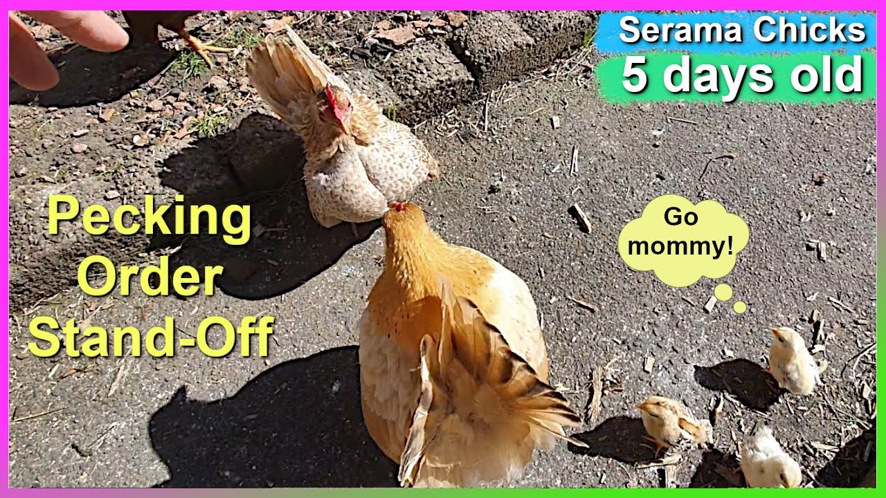 Pecking Order Dramas. Little Serama Lulu Pecks Big Mama Sweet Pea!