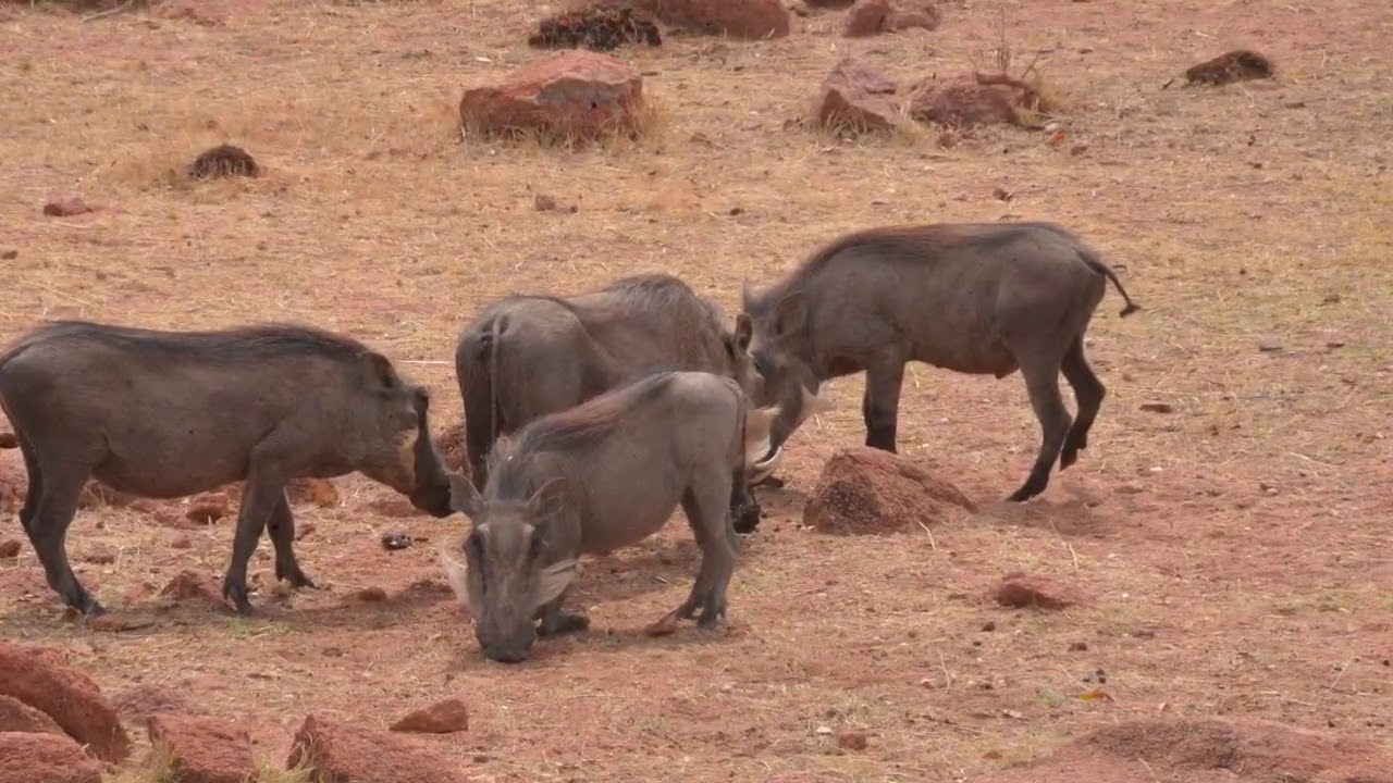Luxury lodge in Mabalingwe Game Reserve on auction