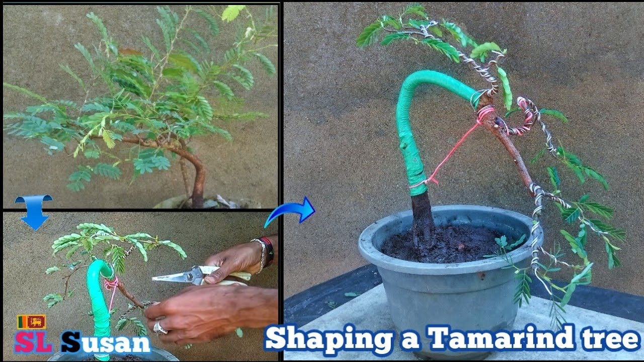 Shaping a tamarind tree | bonsai story 43 | #tamarind #bonsai