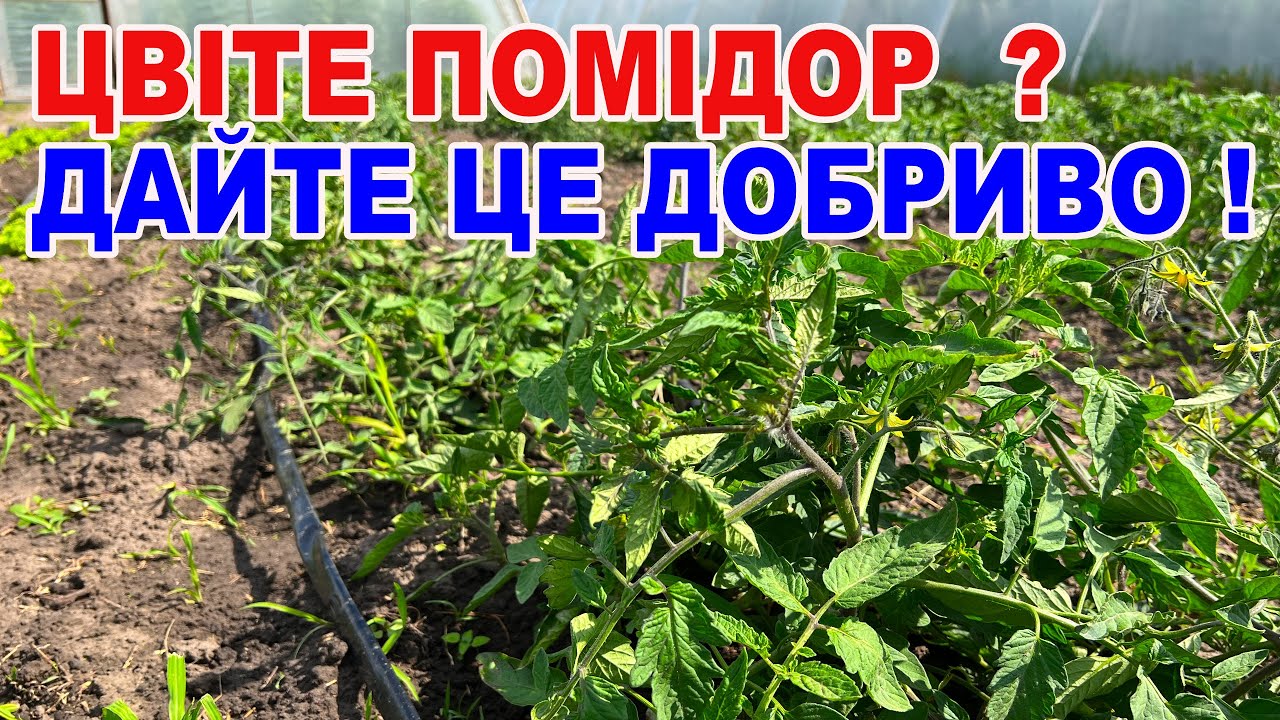 Чому помідори  погано квітнуть ? Бор та кальцій для томатів