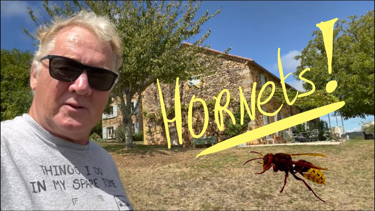 HORNETS IN FRANCE !!!