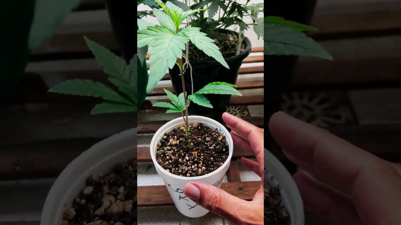 COOKIES KUSH 2ª Semana (Clone)