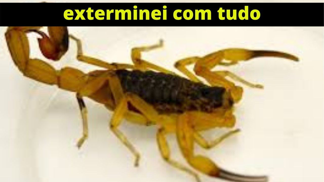 Dica para controlar escorpiões da sua casa.