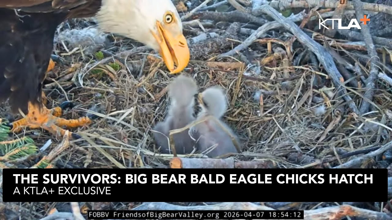 The Survivors: Big Bear Bald Eagles Welcome 2 New Chicks | A KTLA+ Original
