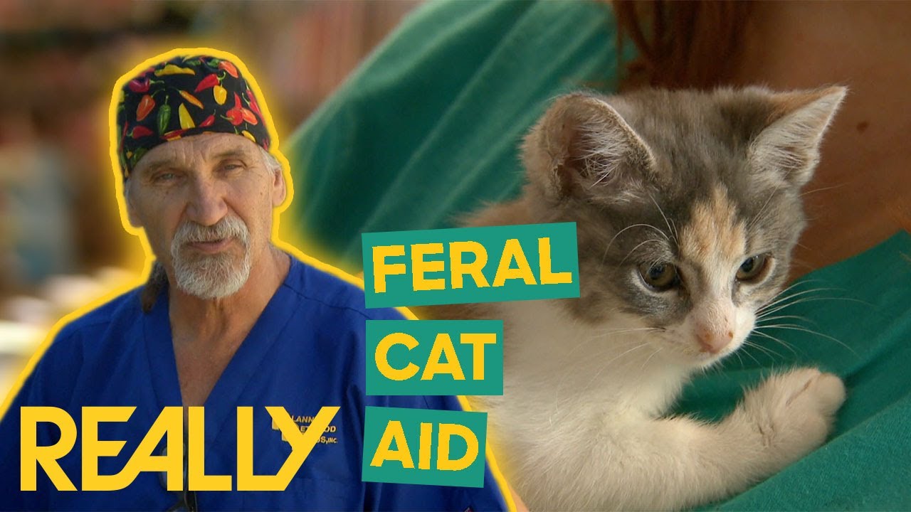 Dr. Jeff Helps Sterilize Over 200 Feral Cats! | Dr. Jeff: Rocky Mountain Vet