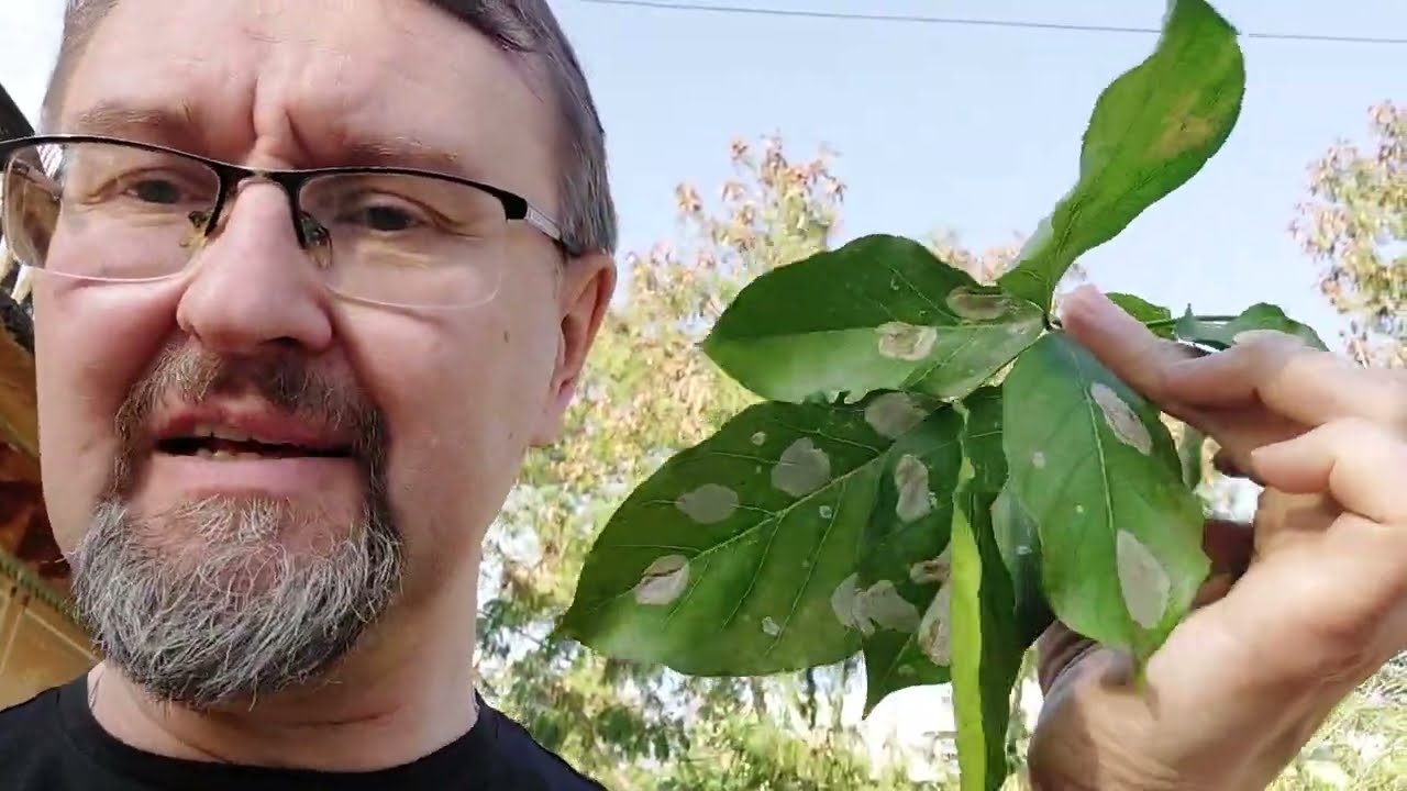 Каранджа - Pongamia pinnata