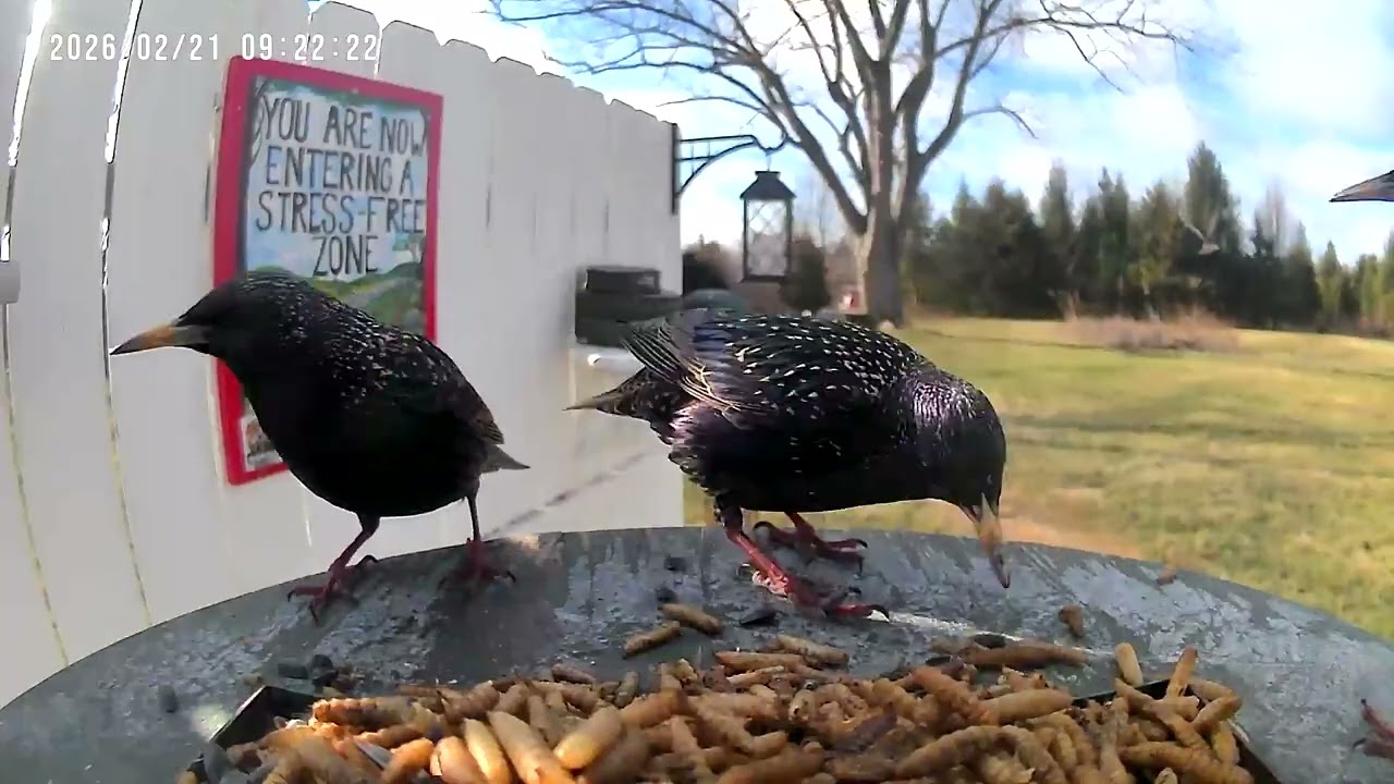 Birds.                 #UnBrokenFoundation #HealingPTSD #WatchingNature #healingthroughnature