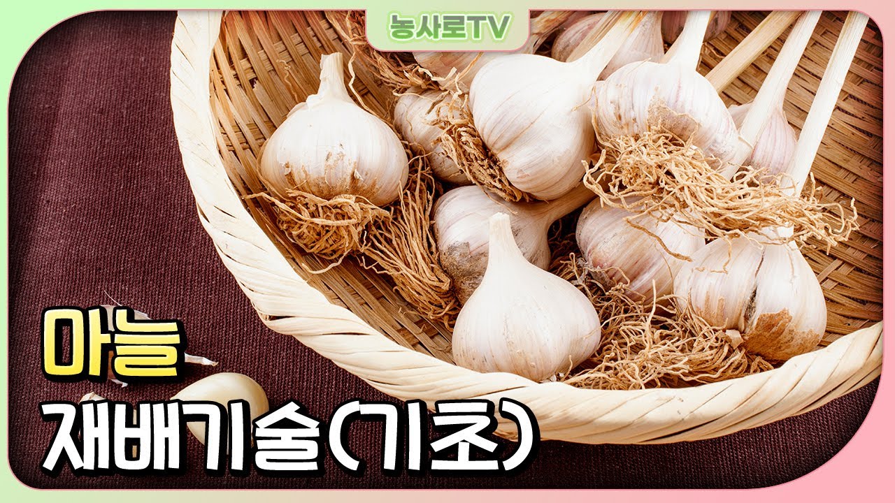 [농업기술동영상] 마늘 재배기술(기초)
