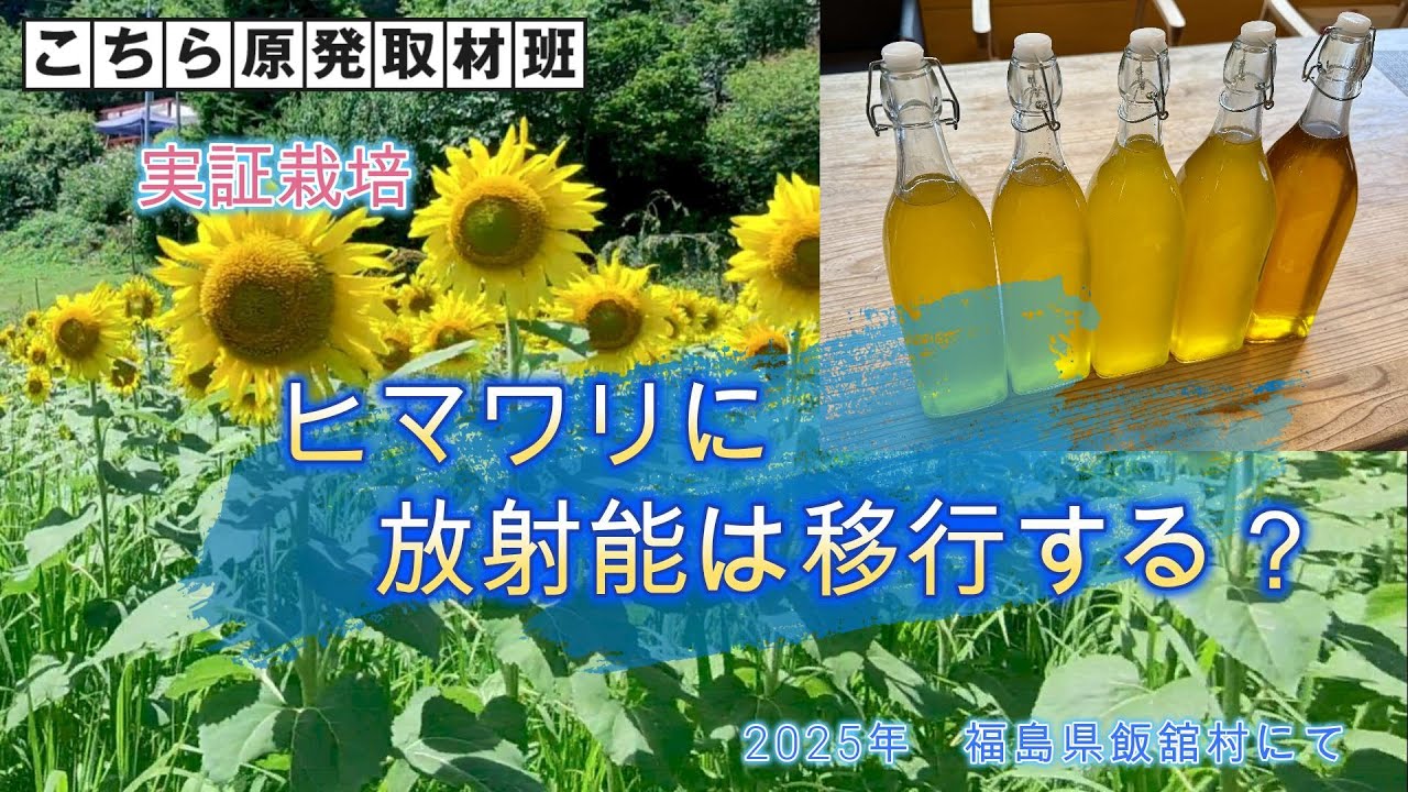 実証栽培　🌻ヒマワリ🌻に放射性セシウムは移行する？　2025年飯舘村にて