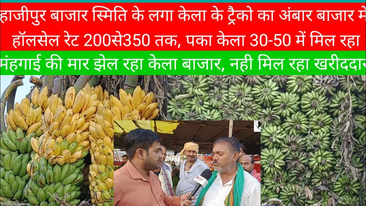 हाजीपुर बाजार स्मिति में केला ही केला,बाजार में हॉलसेल रेट 200से350 तक@hajipurnewstoday