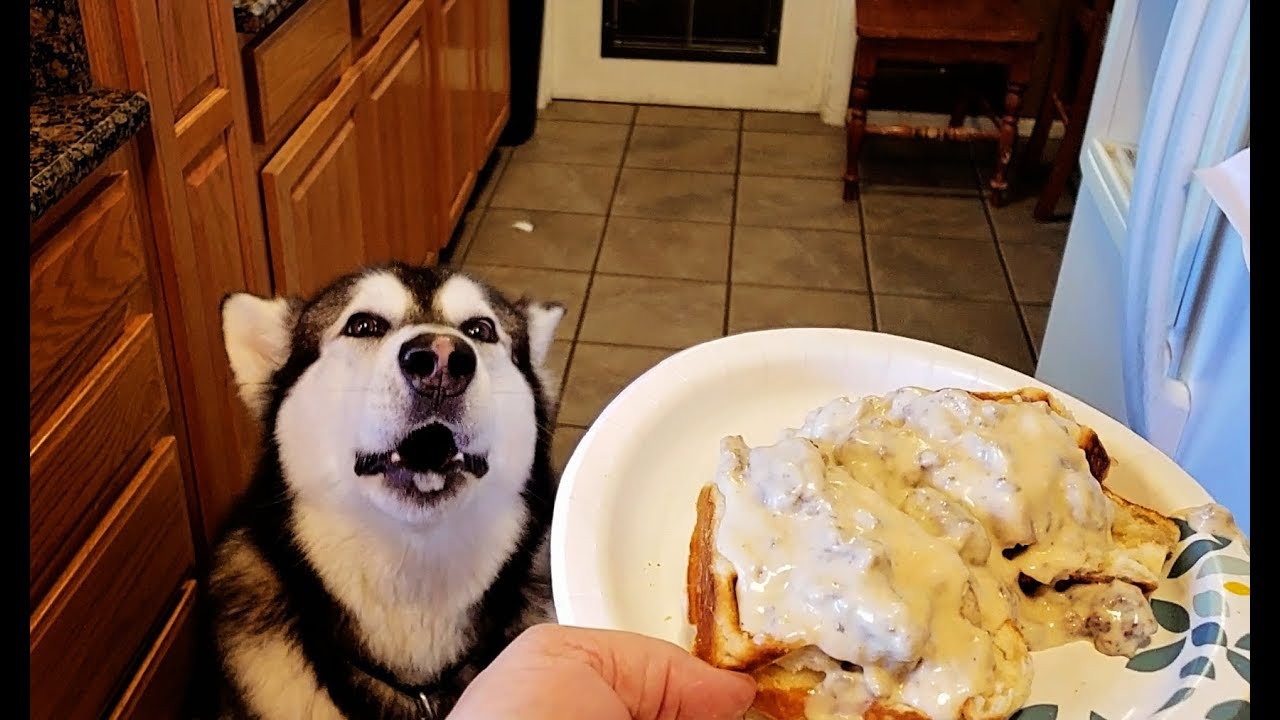 Malamute Demands Breakfast | Sausage Gravy & Biscuits In A Waffle Maker