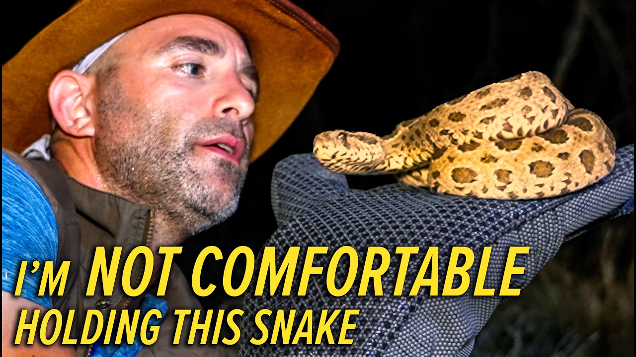 This Snake Kills 25,000 People a Year!