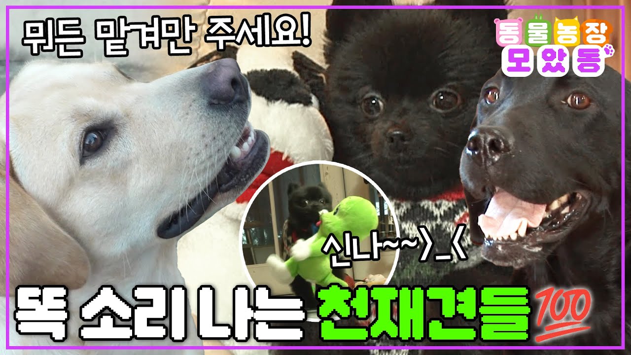 [#모았동물농장] 참 잘했어요~ 칭찬스티커 100개!!!💯 하나를 알려주면 열을 아는 천재견들의 대활약 모음집🤩 #TV동물농장 #AnimalFarm #SBSstory