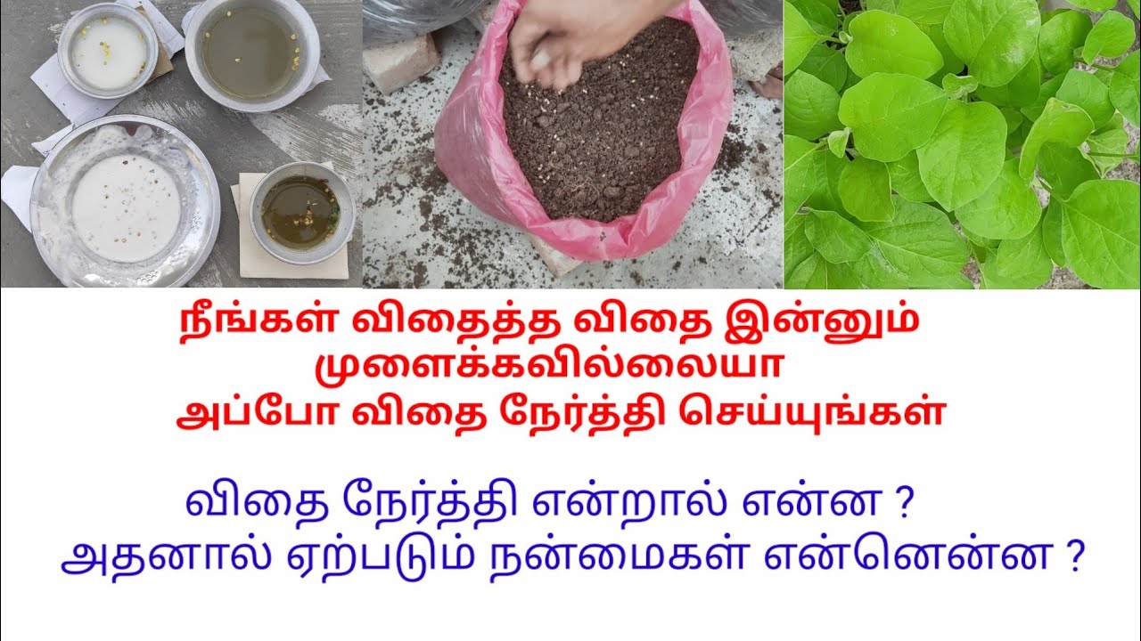 விதை நேர்த்தி என்றால் என்ன, அதை எப்படி செய்வது, அதனால் ஏற்படும் நன்மைகள் என்னென்ன 🤩👍💐