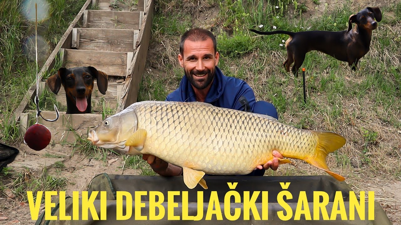 Jezero Debeljaca   Povratak velikim ribama i ljubav na prvi pogled