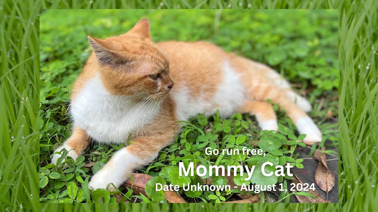 The Trina Belamide Network - Rainbow Bridge tribute to Mommy Cat