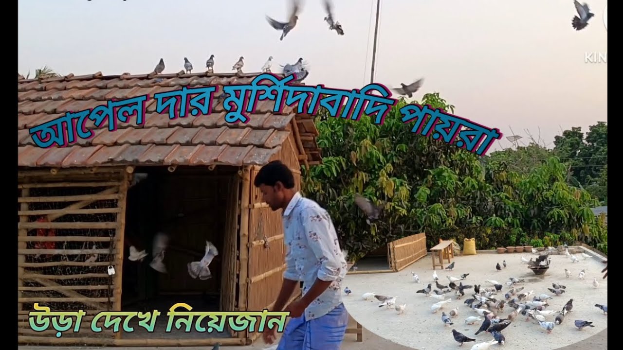 আপেল ভায়ের মুর্শিদাবাদি পায়রা, #apeldar payra #pigeon