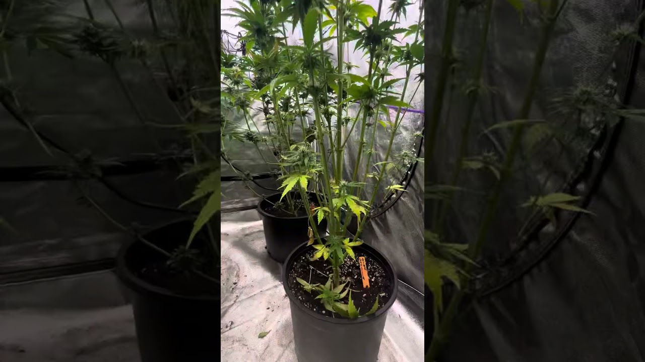 Autoflowers Day 49! Gorilla Glue, Purple Punch, Pound Town. All in flower!
