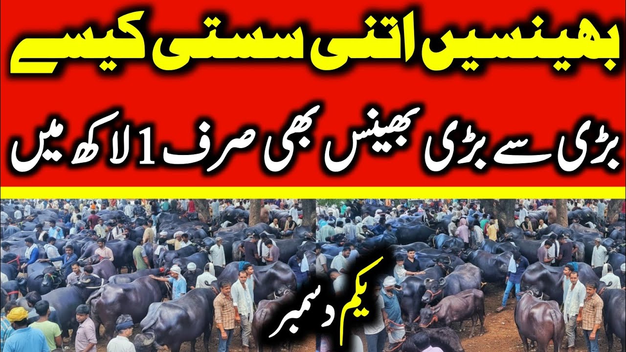 Buffalo Fresh Rates Update 2025 | Nili Ravi Buffalo Price In Punjab | New Murrah Buffalo For Sale 
