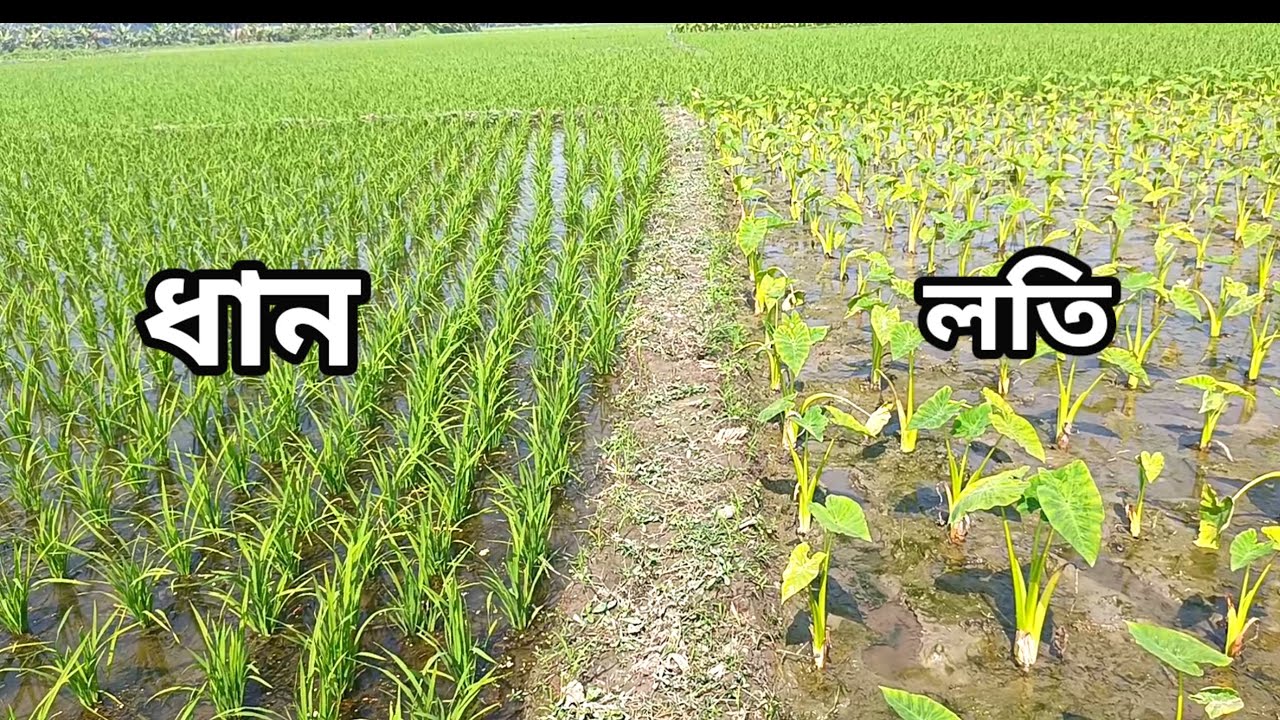 লতি কচু বারি ১ চাষ পদ্ধতি কুমিল্লা || Lotiraj kochu cash poddhoti 