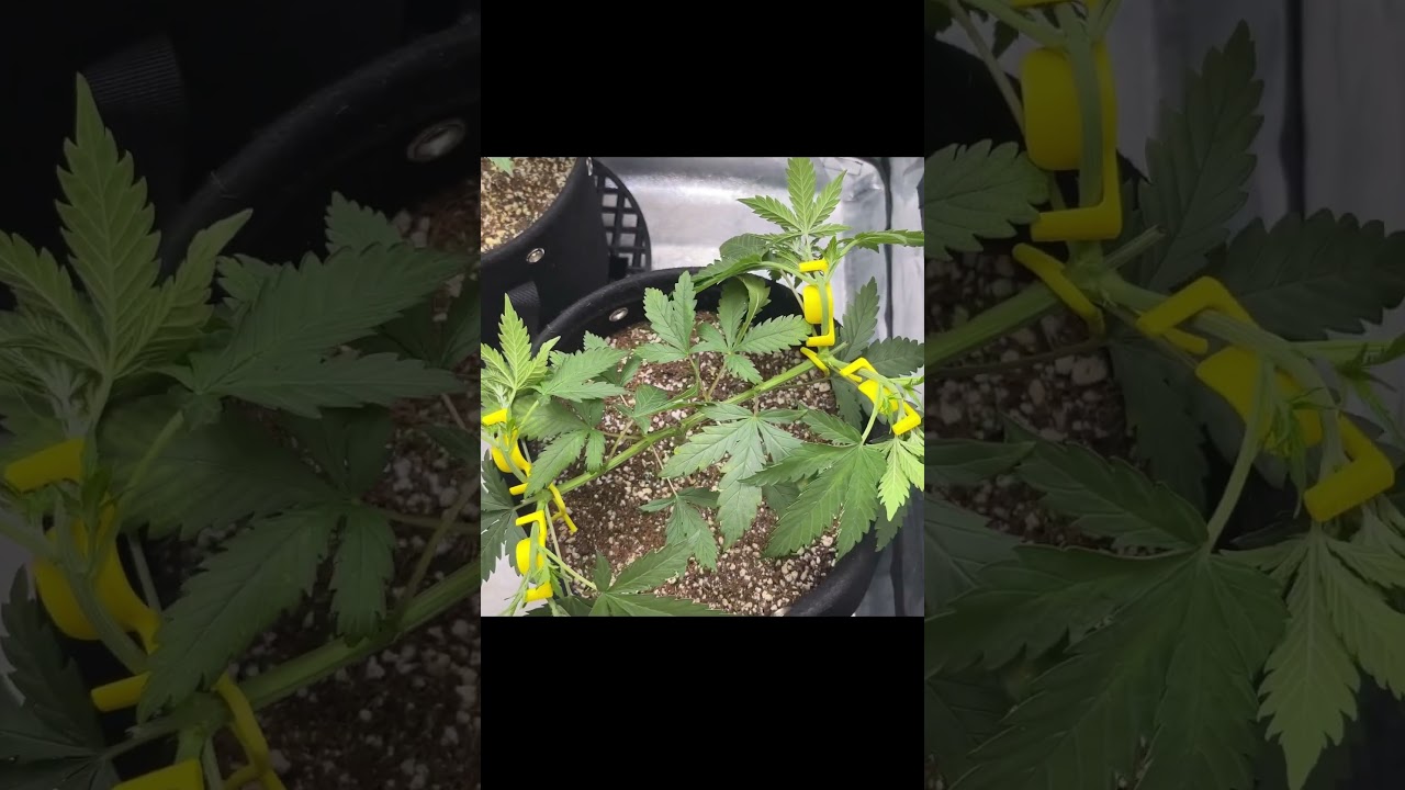 Mainline part 3 👉 3rd topping! 8 main branches 🤩 Have you ever tried mainline training?