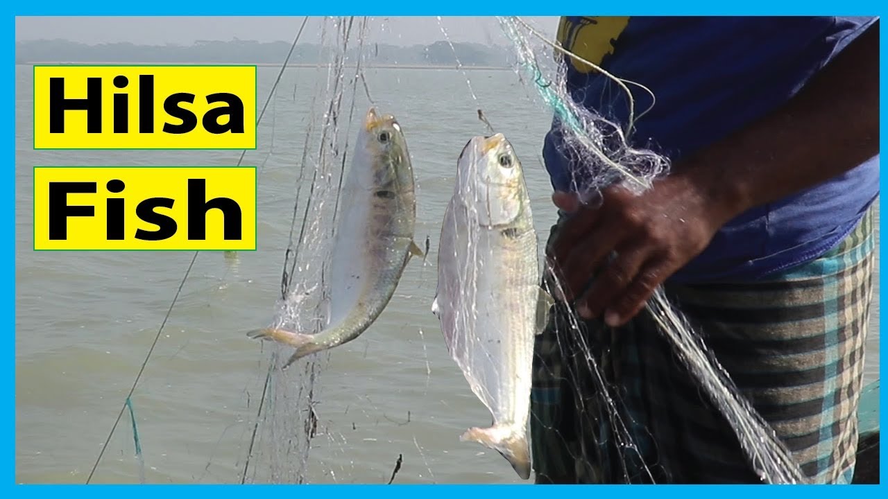 Hilsa Fish Catching in Bangladesh | Fish Corn