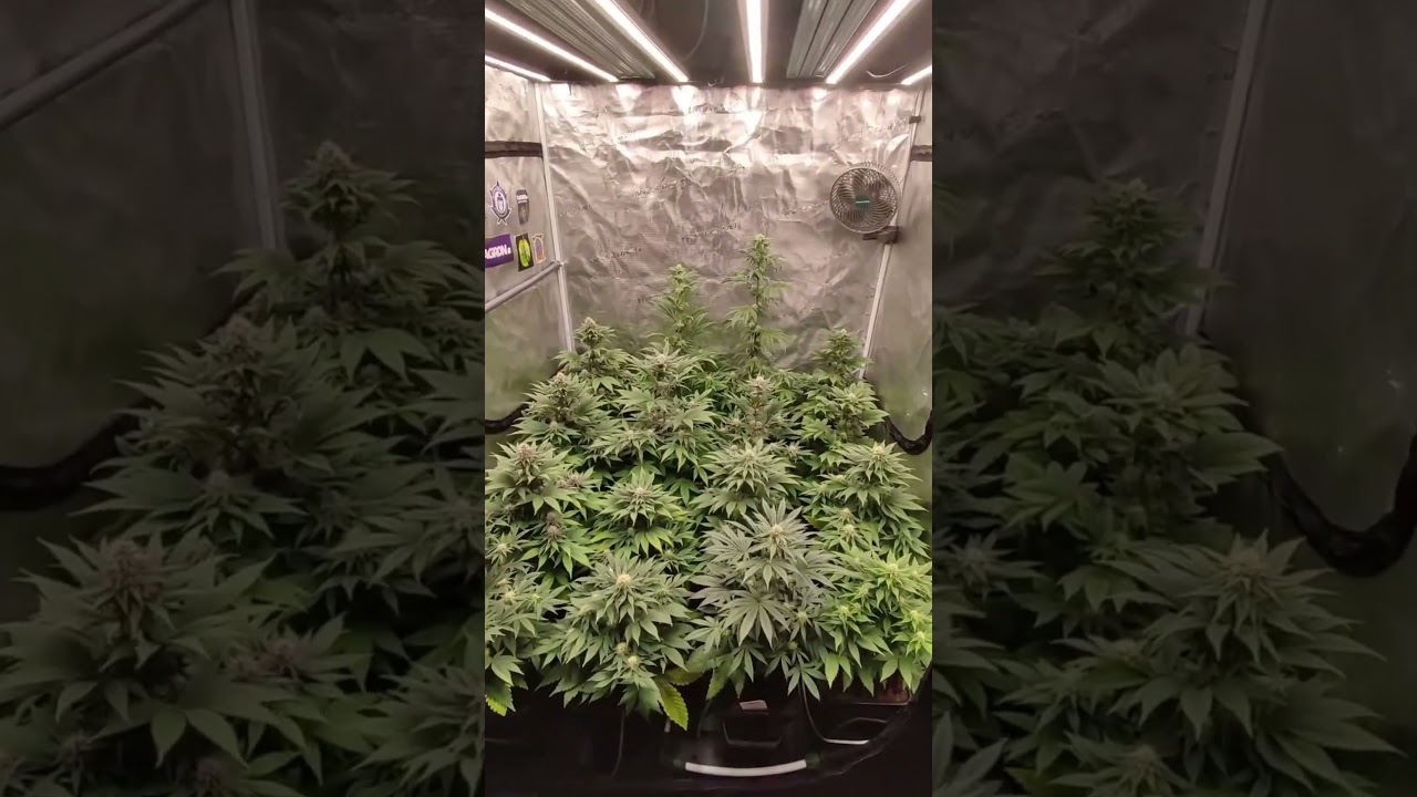Seed to harvest grow journal with Mars Hydro FC6500 & ADlite supplemental lights #growjournal