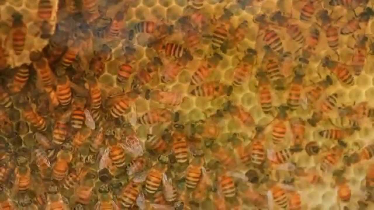 العسل اليمني (مؤسسة المذاق الشافي للعسل اليمني)