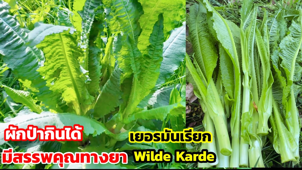 เก็บผักกาดป่าทั้งผักเสี้ยนฝรั่ง ผักป่ากินได้แนะนำวิธีกินและรสชาติทั้งมีสรรพคุณทางยา