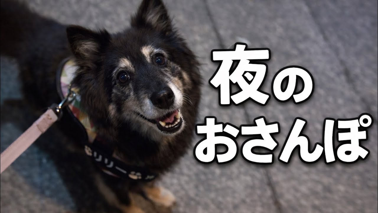 夜のお散歩ってこんなに嬉しい？10歳雑種犬リリーの表情が可愛すぎた