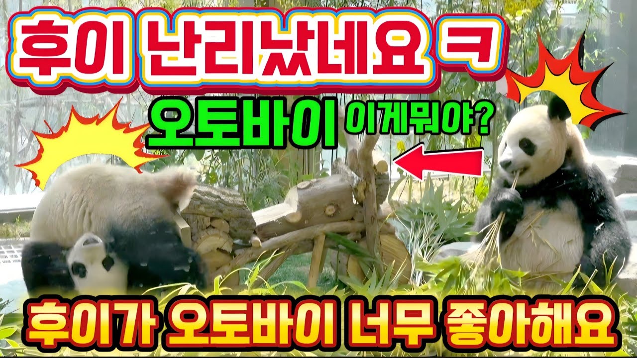 에버랜드 판다월드 💥4월2일 맙소사 후이가 1000일 선물 오토바이 🏍 너무 좋아해요 ㅋㅋ ㅋㅋ 😂 