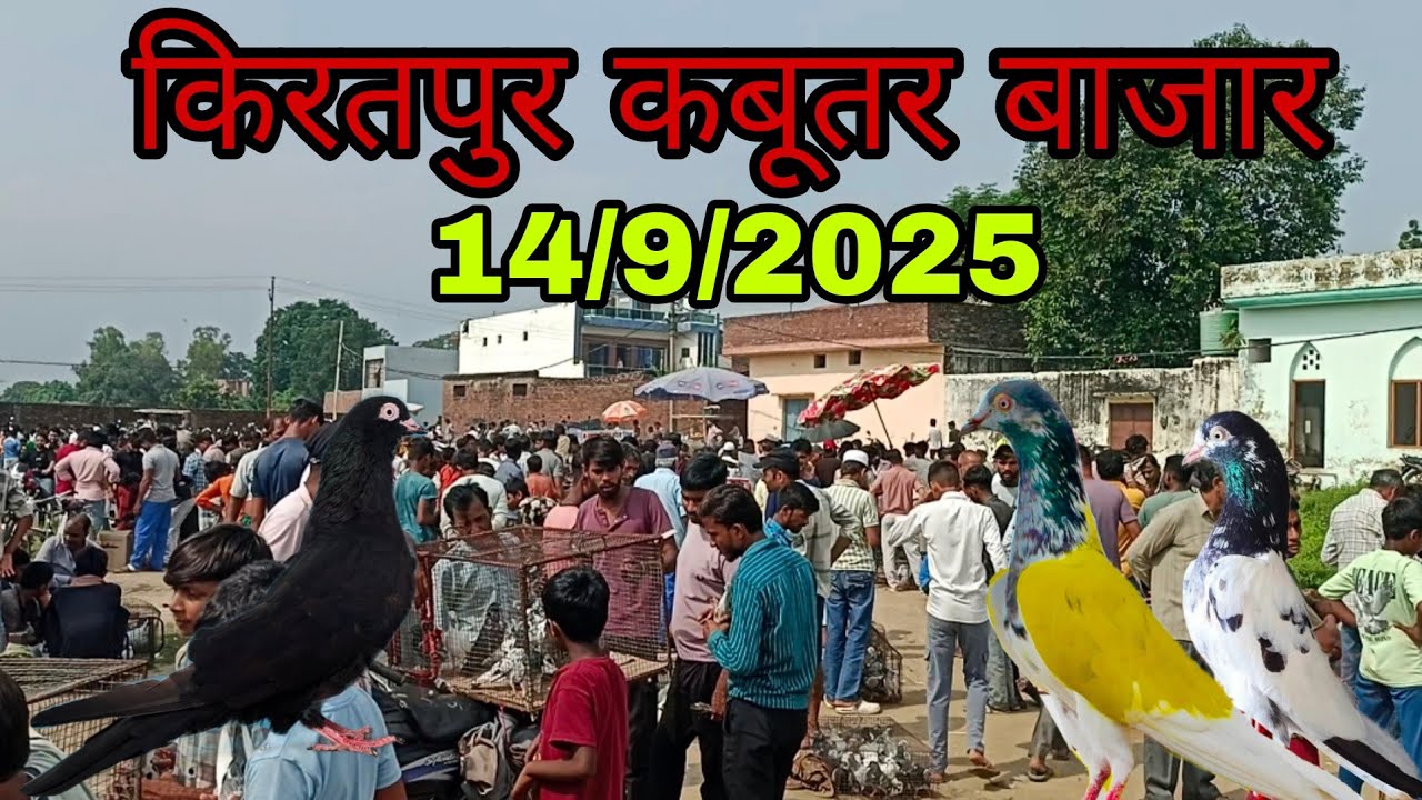 Kiratpur Kabutar Sunday bazaar Bijnor/ बिजनौर का सबसे सस्ता किरतपुर कबूतर बाजार 🕊️  PigeonBijnor 