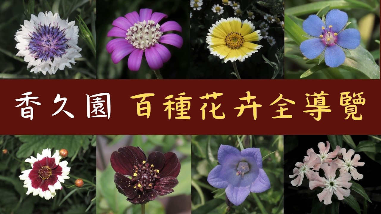香久園～台灣最夢幻的秘密花園！數百種奇花一次看足，香久園春日限定，請跟我一起被美麗夢幻的奇花異草包圍。