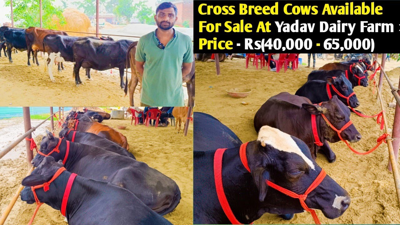 Cross Breed Cows Available For Sale At Yadav Dairy Farm, Lucknow👌/ Price Range Rs (40,000 - 65,000)