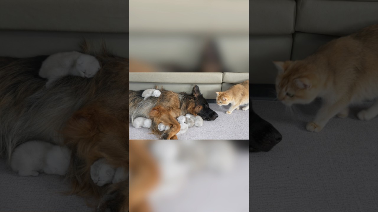 The Mom Cat was Surprised! German Shepherd Takes Better Care of Kittens Than She Does