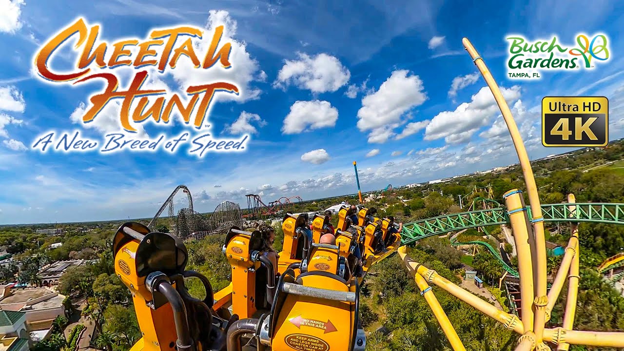 Cheetah Hunt Roller Coaster On Ride Ultra HD 4K POV Busch Gardens Tampa