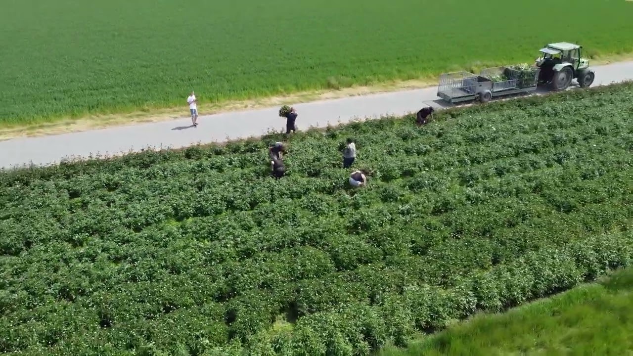 Pioenrozen snijden NOP-Fleur B.V.